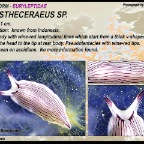 Prostheceraeus sp. -Euryleptidae