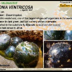 Valonia ventricosa - Valoniaceae