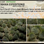Tydemania expeditiones - Udoteaceae