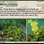 Halimeda copiosa - Halimedaceae