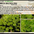 Halimeda macroloba - Halimedaceae
