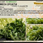 Halimeda opuntia - Halimedaceae