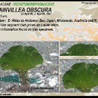 Avrainvillea obscura - Dichotomosiphonaceae