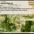 Ulva intestinalis- Ulvaceae