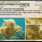 Hydroclathrus clathratus- Scytosiphonaceae