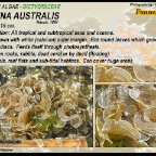 Padina australis - Dictyotaceae