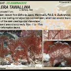 Zellera tawallina - Delesseseriaceae