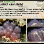 Gibsmithia hawaiiensis - Dumonthiaceae
