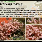 Tricleocarpa fragilis - Galaxauraceae