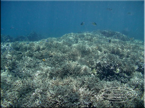 Acropora coral