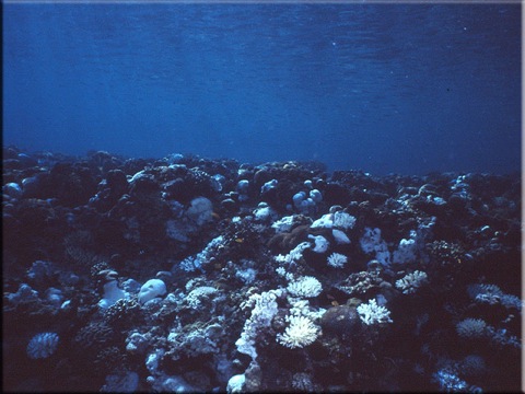 Coral-damage-crown..