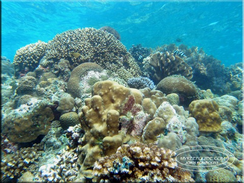 Coral-mix