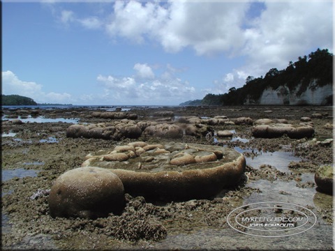 Low-tide-Lmbh