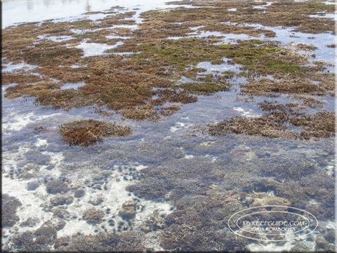 Low-tide