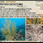 Antipathes dichotoma - Black coral
