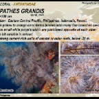 Antipathes grandis - Antipathidae