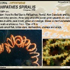 Cirrhipathes spiralis - Antipathidae