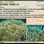 Millepora tenella - Milleporidae