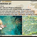 Aglaophenia cupressina - Aglaopheniidae