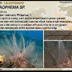 Aglaophenia sp. - Aglaopheniidae