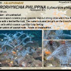 Macrorhynchia philippina - Aglaopheniidae