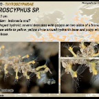 Thyroscyphus sp. - Thyroscyphidae