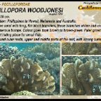 Pocillopora woodjonesi - Pocilloporidae