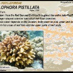 Stylophora  pistillata - Pocilloporidae
