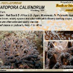 Seriatopora caliendrum - Pocilloporidae