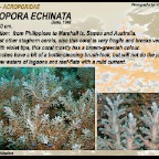 Acropora  echinata - Acroporidae