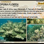 Acropora  florida - Acroporidae
