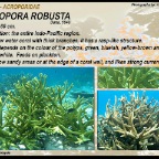 Acropora  robusta - Acroporidae