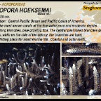 Acropora hoeksemai - Acroporidae