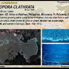 Acropora clathrata - Acroporidae