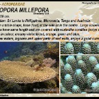 Acropora clathrata -  Acroporidae
