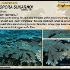 Acropora sukarnoi - Acroporidae
