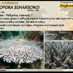 Acropora suharsonoi - Acroporidae