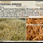 Anacropora  spinosa - Acroporidae