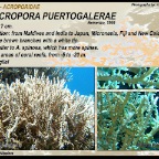 Anacropora puertogalerae - Acroporidae