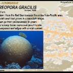Astreopora  gracilis - Acroporidae