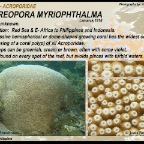 Astreopora  myriophthalma - Acroporidae