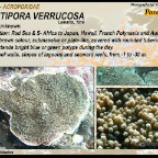 Montipora verrucosa - Acroporidae