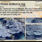 Montipora verruculosa - Acroporidae