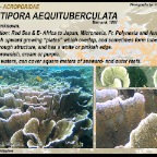 Montipora aequituberculata - Acroporidae