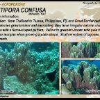 Montipora confusa - Acroporidae