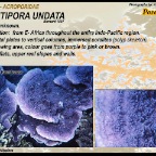 Montipora undata - Acroporidae