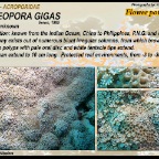 Alveopora gigas - Acroporidae