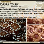 Alveopora tizardi - Acroporidae