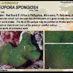 Alveopora spongiosa - Acroporidae