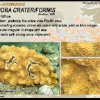 Isopora crateriformis - Acroporidae